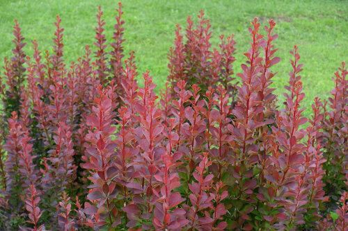 Berberis Atropurpurea